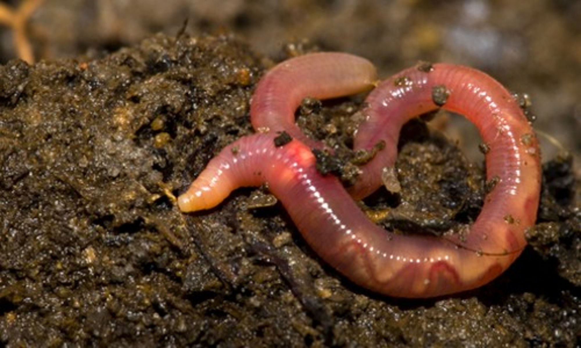 Natural Capital Coalition | Why Conserving Earthworms is 'More ...